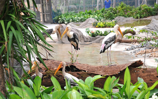 Vinpearl Safari Phú Quốc - Vương quốc động vật hoang dã lớn nhất Việt Nam | Saigon Star Travel choi-tha-ga-tu-a-z-o-cong-vien-vinpearl-safari-phu-quoc-3