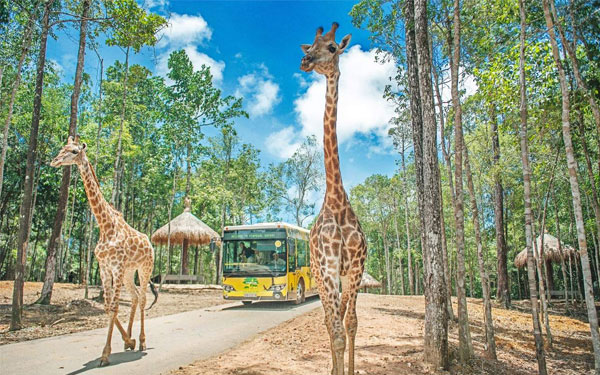 Vinpearl Safari Phú Quốc - Vương quốc động vật hoang dã lớn nhất Việt Nam | Saigon Star Travel choi-tha-ga-tu-a-z-o-cong-vien-vinpearl-safari-phu-quoc-5