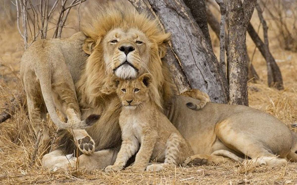 Vinpearl Safari Phú Quốc - Vương quốc động vật hoang dã lớn nhất Việt Nam | Saigon Star Travel choi-tha-ga-tu-a-z-o-cong-vien-vinpearl-safari-phu-quoc-6