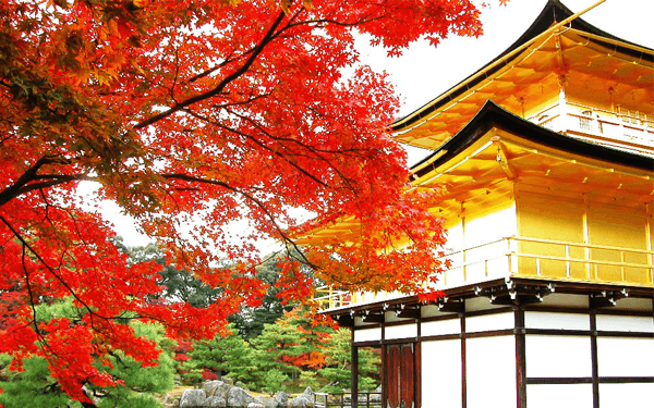 Trải nghiệm thú vị chỉ tour Nhật Bản tháng 11 mới có | Saigon Star Travel trai-nghiem-thu-vi-chi-tour-nhat-ban-thang-11-moi-co-1