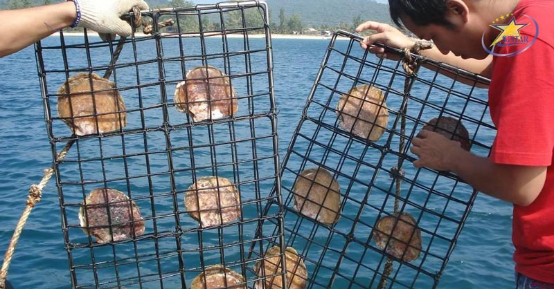 Du lịch Làng Chài Hàm Ninh Phú Quốc ăn gì, chơi gì? | Saigon Star Travel Tận mắt xem quy trình sản xuất ngọc trai thô ở làng chài Hàm Ninh