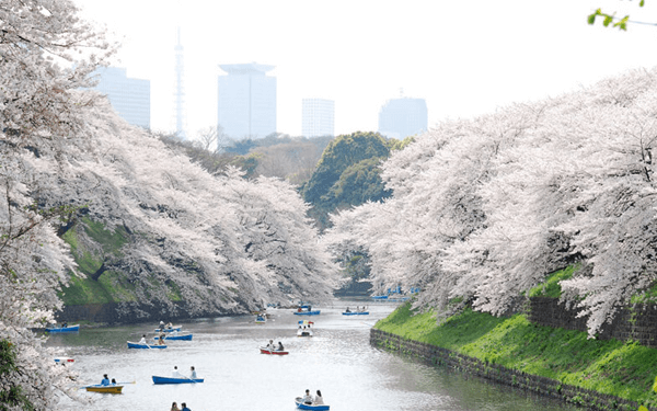 Tour Nhật Bản tháng 3- thời điểm tuyệt vời ngắm hoa Anh Đào | Saigon Star Travel tour-nhat-ban-thang-3-1