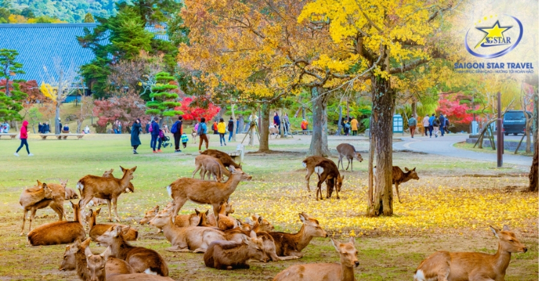Công viên Nara trong tour Nhật Bản Osaka Kyoto Kobe