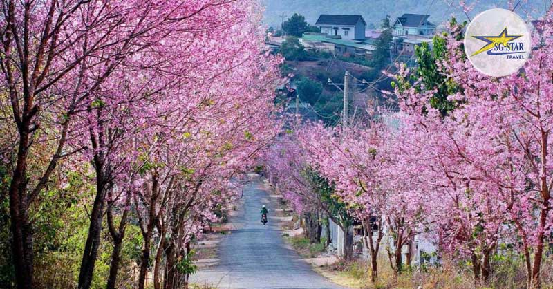 Tháng 3 Nên Đi Du Lịch Ở Đâu? List Điểm Du Lịch Tháng 3 Hấp Dẫn 
Lỗi giao diện: file 'snippets/shortcode-current_date.bwt' không được tìm thấy
 | Saigon Star Travel cung-duong-hoa-mai-anh-dao-tuyet-dep-tai-thanh-pho-mu-suong