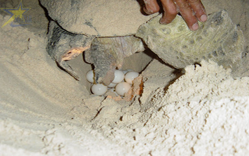 Khám phá ngay tour côn đảo 3 ngày 2 đêm bằng tàu | Saigon Star Travel Xem rùa biển đẻ trứng - trải nghiệm thú vị khi tới Côn Đảo