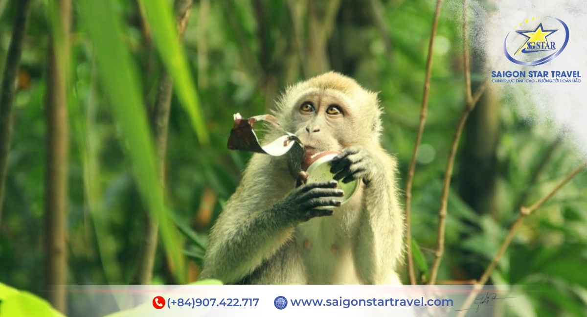 Đảo Khỉ - Tour Cần Giờ