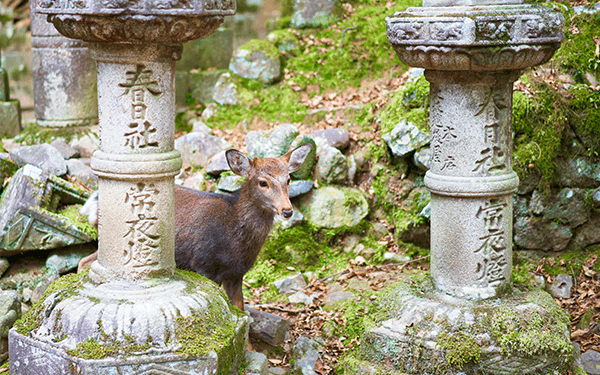 Đi tour Nhật Bản 30/4 ngắm hoa Tử Đằng hàng trăm năm tuổi | Saigon Star Travel di-tour-nhat-ban-30-4-ngam-hoa-tu-dang-hang-tram-nam-tuoi-2