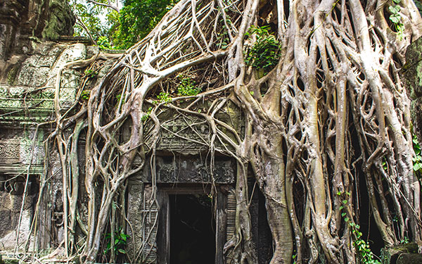 Đền Ta Prohm Campuchia- Khám phá sự bí ẩn của các rễ cây khổng lồ | Saigon Star Travel den-ta-prohm-campuchia-kham-pha-su-bi-an-cua-cac-re-cay-khong-lo-8