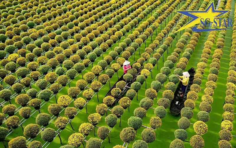 Khám phá những điểm du lịch miền Tây hấp dẫn nhất 2024 | Saigon Star Travel Làng hoa Sa Đéc – Nơi sắc màu rực rỡ