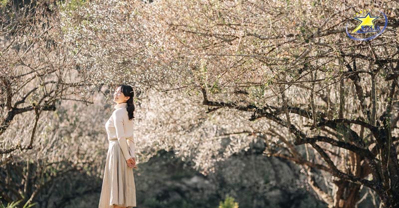 Top 10+ Địa Điểm Du Lịch Tết Trong Nước - Tết Nguyên Đán 2025 Hấp Dẫn Nhất | Saigon Star Travel Ngắm trọn mùa hoa Tây Bắc ở Mộc Châu - du lịch Tết trong nước