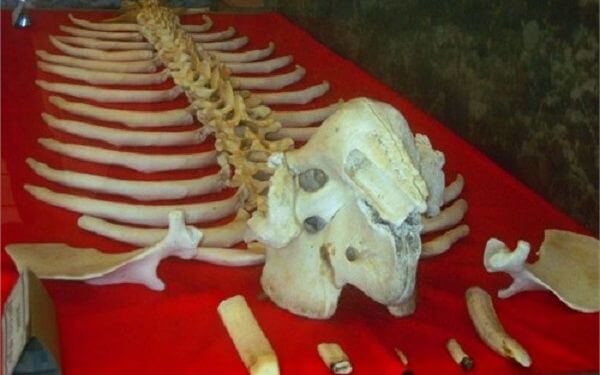 Điều gì thu hút du khách khi ghé thăm Bảo tàng Cội nguồn Phú Quốc? | Saigon Star Travel dieu-gi-thu-hut-du-khach-khi-ghe-tham-bao-tang-coi-nguon-phu-quoc-5 (1)