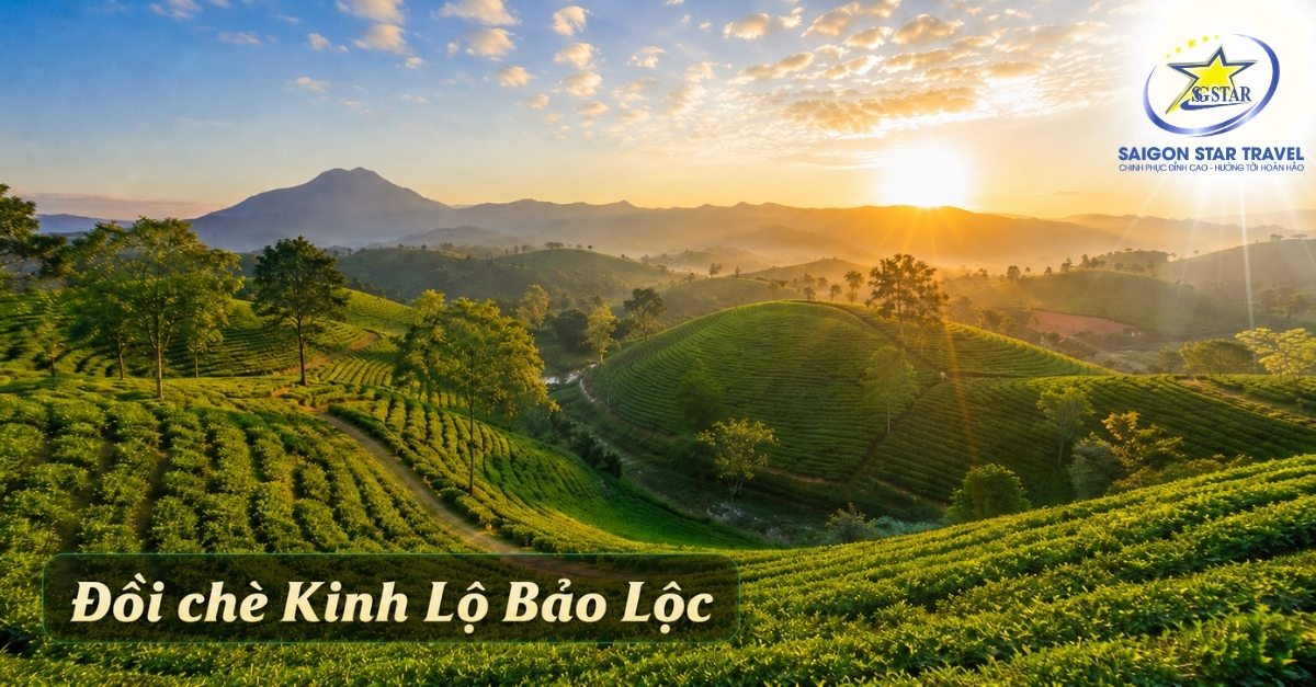 Đồi chè Kinh Lộ Bảo Lộc trong tour Bảo Lộc 2 ngày 2 đêm