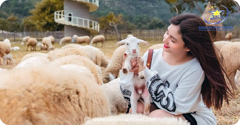 Ghé thăm Đồi Cừu Suối Tiên