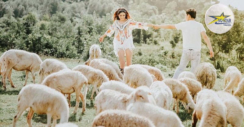 30/4 Ở Vũng Tàu Có Gì Vui? Nên Đi Chơi Ở Đâu Vũng Tàu? | Saigon Star Travel Đồi cừu Vũng Tàu - Địa điểm Check-in siêu hot