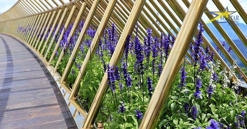 Những bông hoa Nữ hoàng Xanh xinh đẹp dọc theo 2 bên lối đi