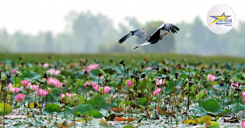 Khám Phá Cảnh Sông Nước Miền Tây Thơ Mộng Trữ Tình | Saigon Star Travel Đồng sen Tháp Mười rộng mênh mông đang khoe sắc luôn hấp dẫn du khách