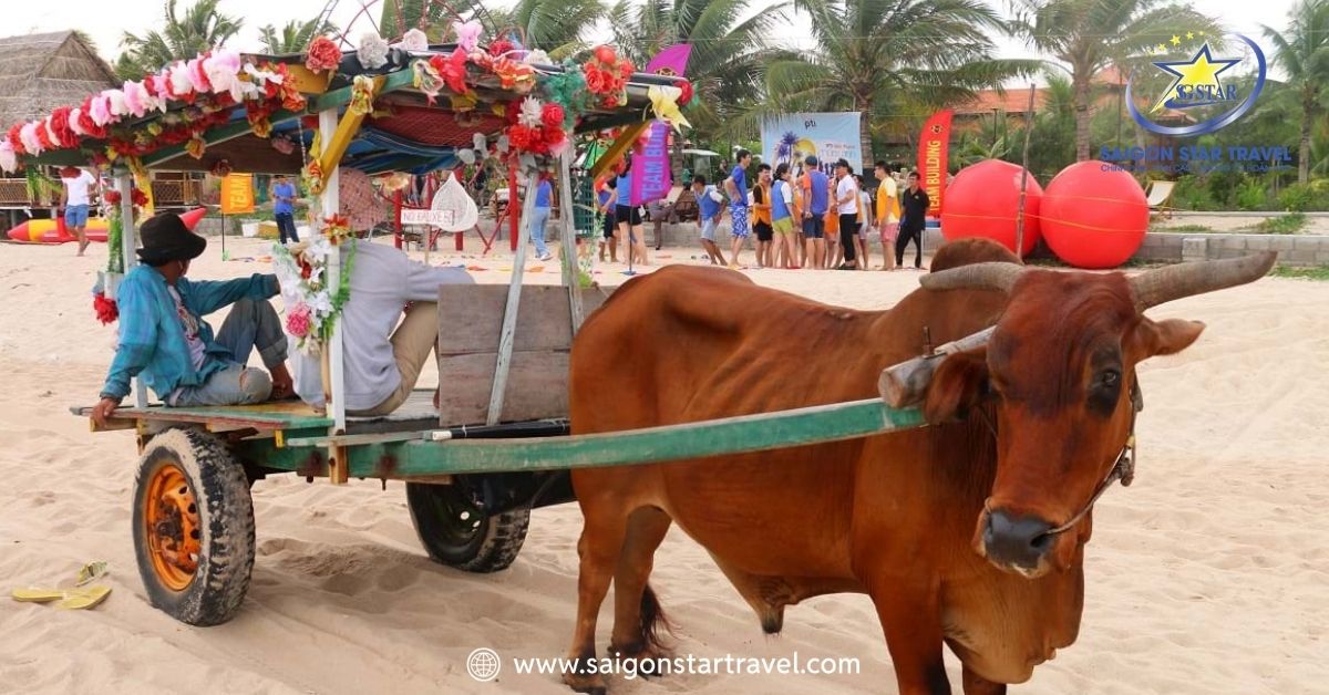 Trải nghiệm ngồi xe bò dạo biển