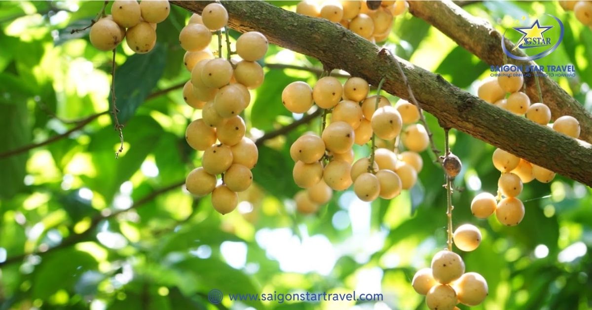 Dâu Hạ Châu Phong Điền