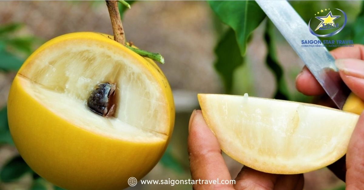 Vú sữa Hoàng Kim