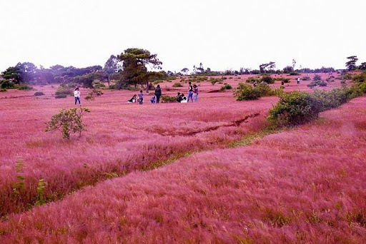 Du lịch Đà Lạt tháng 12 đẹp nhất vào cuối năm | Saigon Star Travel du lich da lat 2 1