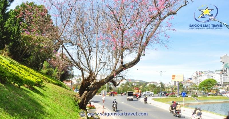 Đà Lạt Tháng 1 Có Gì? - Tháng Của Sự Sung Túc Của Mọi Nhà | Saigon Star Travel Mai hoa anh đào ở Hồ Xuân Hương
