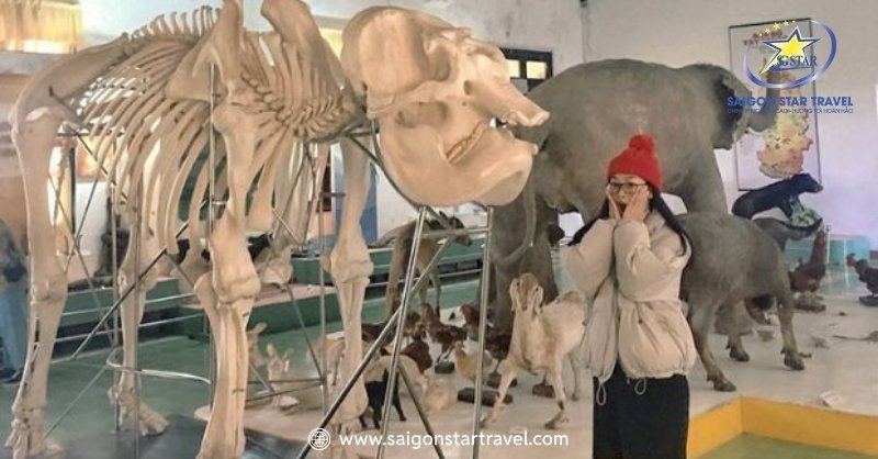 Bảo Tàng Sinh Học Đà Lạt - Bộ Sưu Tập Riêng Của Tây Nguyên | Saigon Star Travel Những bộ khung xương các loài động vật được tái hiện lại một cách chân thực nhất