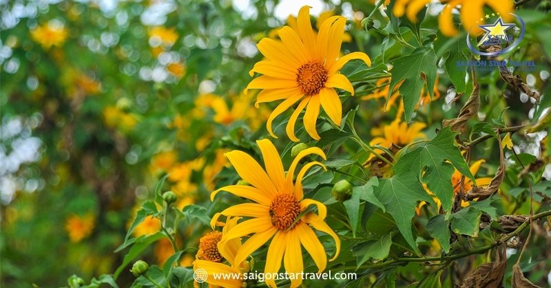 Đi Đà Lạt Mùa Nào Đẹp Nhất? Chi Tiết Các Mùa Nên Đi Du Lịch | Saigon Star Travel Du lịch Đà Lạt mùa nào đẹp? - Mùa hoa dã quỳ Đà Lạt khoe sắc khắp moi triền đồi