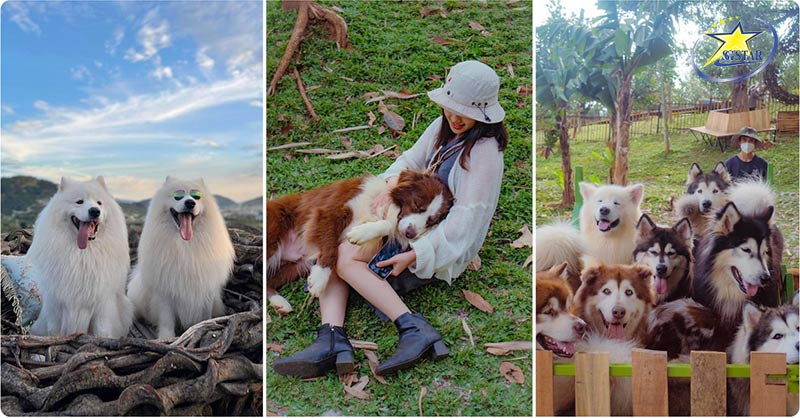 Gặp gỡ những chú cún siêu đáng yêu