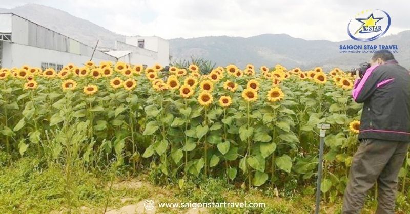 Sự Hấp Dẫn Của Thác Pongour - Nam Thiên Đệ Nhất Thác | Saigon Star Travel Cánh Đồng Hoa Hướng Dương Mới Đức Trọng luôn hướng về mặt trời