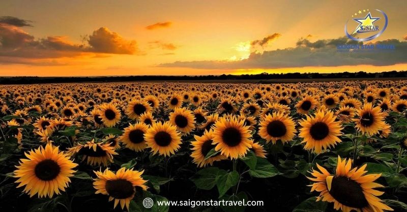Dalat Milk Farm - Cảnh Sắc Mỹ Lệ Tựa Chốn Cổ Tích Đời Thực | Saigon Star Travel Cánh đồng hoa hướng dương ở Dalat Milk Farm