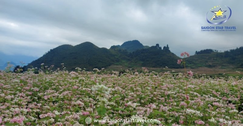 Dalat Milk Farm - Cảnh Sắc Mỹ Lệ Tựa Chốn Cổ Tích Đời Thực | Saigon Star Travel Cánh Đồng Hoa Tam Giác Mạch đầy quyến rũ
