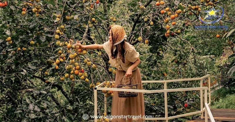 Đi Đà Lạt Mùa Nào Đẹp Nhất? Chi Tiết Các Mùa Nên Đi Du Lịch | Saigon Star Travel Thoả sức check-in và thưởng thức trái hồng chín mọng (Du lịch Đà Lạt mùa nào đẹp)