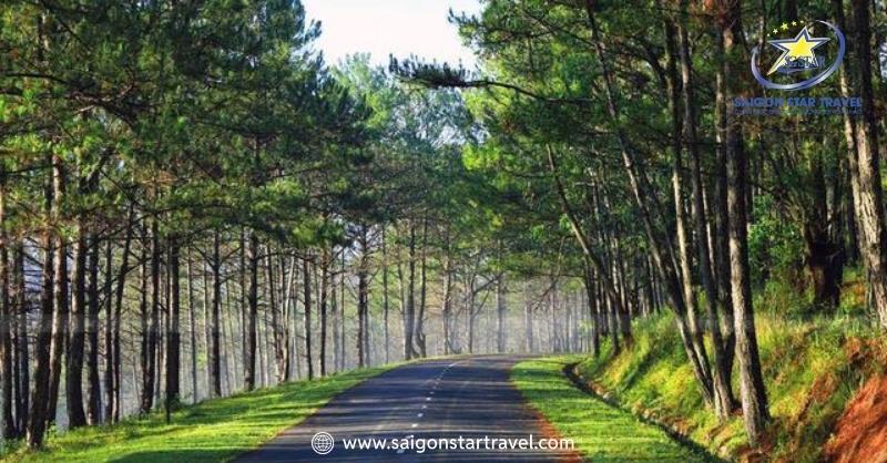 Đường Hầm Đất Sét Đà Lạt - Điểm Tham Quan Ấn Tượng | Saigon Star Travel Rừng Thông Đà Lạt Nơi Bình Yên Giữa Thiên Nhiên