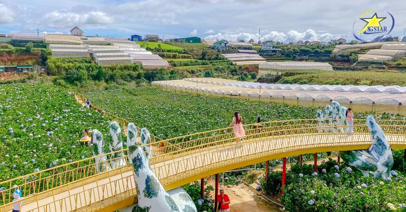 Cầu Vàng tại Vườn hoa Cẩm tú cầu Đà Lạt