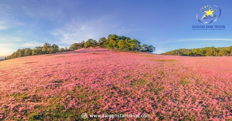 Đi Đà Lạt Mùa Nào Đẹp Nhất? Chi Tiết Các Mùa Nên Đi Du Lịch | Saigon Star Travel Cỏ hồng, cỏ tuyết rộ khắp triền đồi