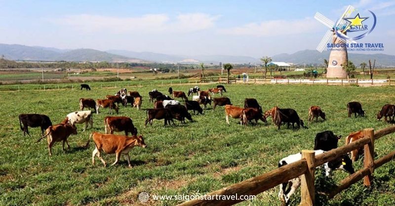 Dalat Milk Farm - Cảnh Sắc Mỹ Lệ Tựa Chốn Cổ Tích Đời Thực | Saigon Star Travel Dạo Chơi Tại Nơi Sản Xuất Sữa