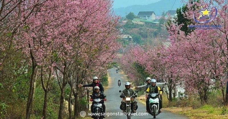 Vi Vu Du Lịch Ngắm Mùa Hoa Anh Đào Đà Lạt Tuyệt Đẹp | Saigon Star Travel Con đường hoa Anh Đào thơ mộng ở dốc Đa Quý