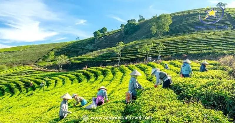 Du Lịch Đà Lạt Mùa Xuân – Khám Phá Đà Lạt Tràn Sức Sống | Saigon Star Travel Đồi chè Cầu Đất xanh xanh giữa thiên nhiên Đà Lạt