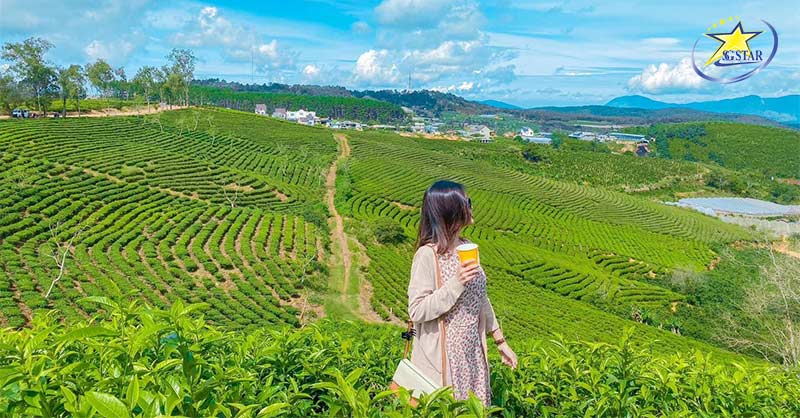 Tất tần tật về kinh nghiệm du lịch Tết Đà Lạt 2025 | Saigon Star Travel du lich da lat doi che cau dat 2