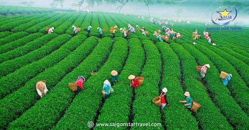 Đà Lạt Tháng 6 - Khám Phá Thành Phố Lãng Mạn Mùa Mưa | Saigon Star Travel Thời tiết tháng 6 ở Đà Lạt? Săn mây ở đồi chè Cầu Đất