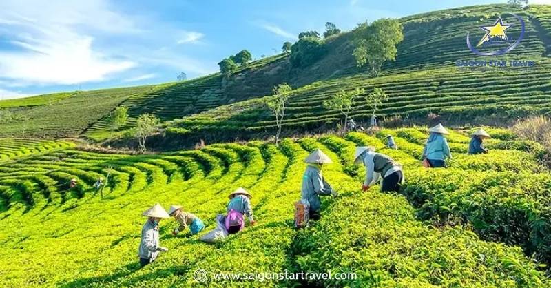 Du Lịch Trại Mát Đà Lạt - Bỏ Túi Kinh Nghiệm Mới Nhất 2025 | Saigon Star Travel Đồi chè Cầu Đất - Điểm dừng chân lý tưởng cỉa các bạn trẻ