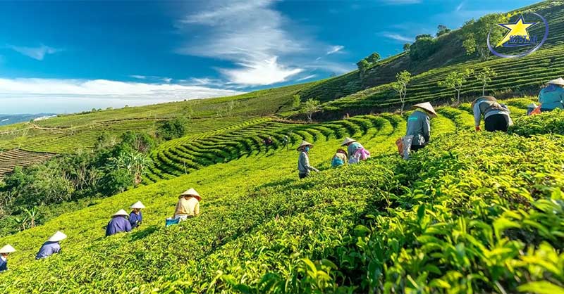 Đồi Chè Cầu Đất
