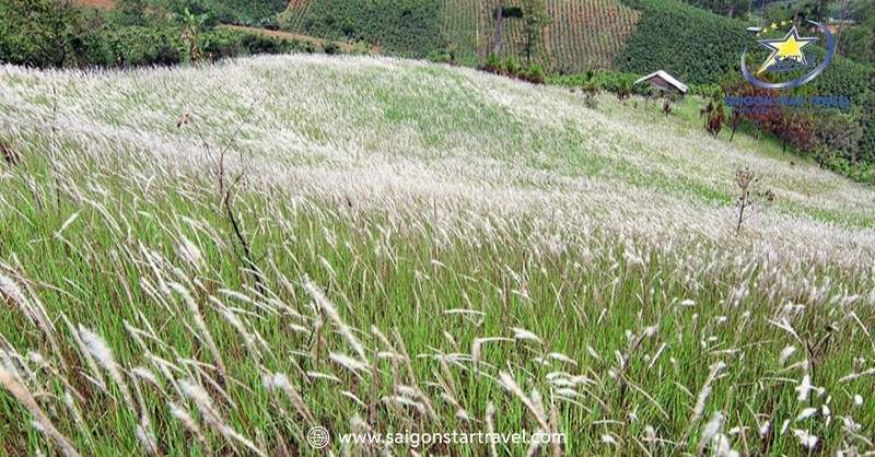 Đà Lạt Tháng 6 - Khám Phá Thành Phố Lãng Mạn Mùa Mưa | Saigon Star Travel Tháng 6 Đà Lạt có mưa không? Mùa hoa cỏ lau tháng 6 Đà Lạt