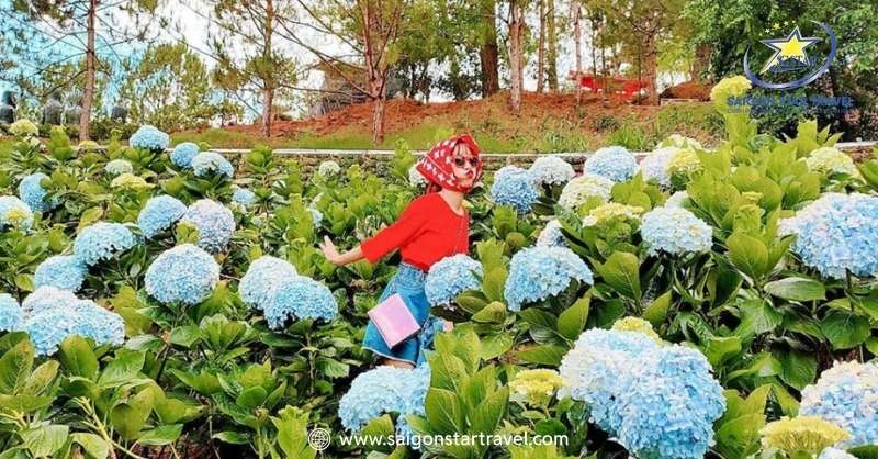 Vườn Hoa Cẩm Tú Cầu Đà Lạt Giữa Đại Ngàn Tây Nguyên | Saigon Star Travel Hướng dẫn đường đi đến vườn hoa cẩm tú cầu Đà Lạt