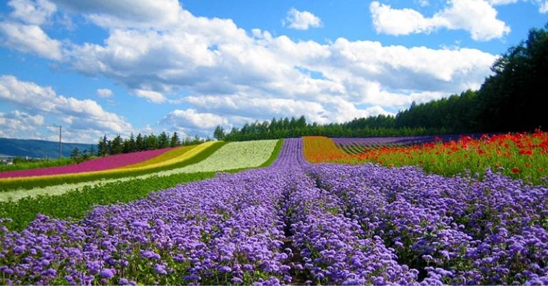 Đi Đà Lạt Mùa Nào Đẹp Nhất? Chi Tiết Các Mùa Nên Đi Du Lịch | Saigon Star Travel Đà Lạt đi mùa nào đẹp để có nhiều trải nghiệm độc đáo