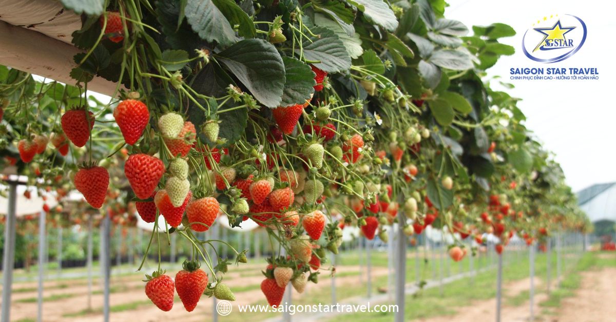 Những chùm dâu tây đỏ mọng chín cây tại vườn dâu Đà Lạt