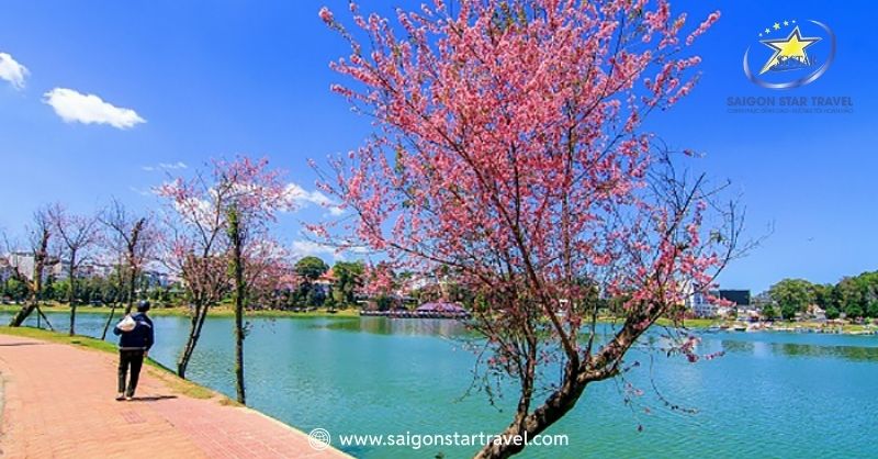 Vi Vu Du Lịch Ngắm Mùa Hoa Anh Đào Đà Lạt Tuyệt Đẹp | Saigon Star Travel Hoa Anh Đào khoe sắc hồng quanh mặt hồ