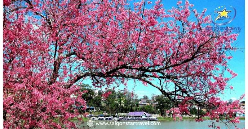 Vi Vu Du Lịch Ngắm Mùa Hoa Anh Đào Đà Lạt Tuyệt Đẹp | Saigon Star Travel Hoa anh đào Đà Lạt dọc theo Hồ Tuyền Lâm