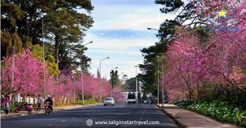 Đà Lạt Tháng 1 Có Gì? - Tháng Của Sự Sung Túc Của Mọi Nhà | Saigon Star Travel Mai hoa anh đào mọc dọc đường Trần Hưng Đạo - Đà Lạt tháng 1 có gì?