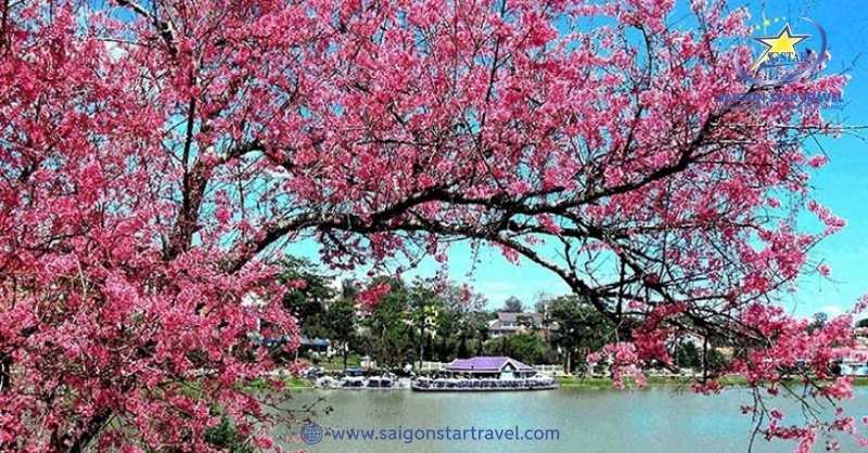 Đà Lạt Tháng 1 Có Gì? - Tháng Của Sự Sung Túc Của Mọi Nhà | Saigon Star Travel Có thể thấy mai hoa anh đào ở Hồ Tuyền Lâm